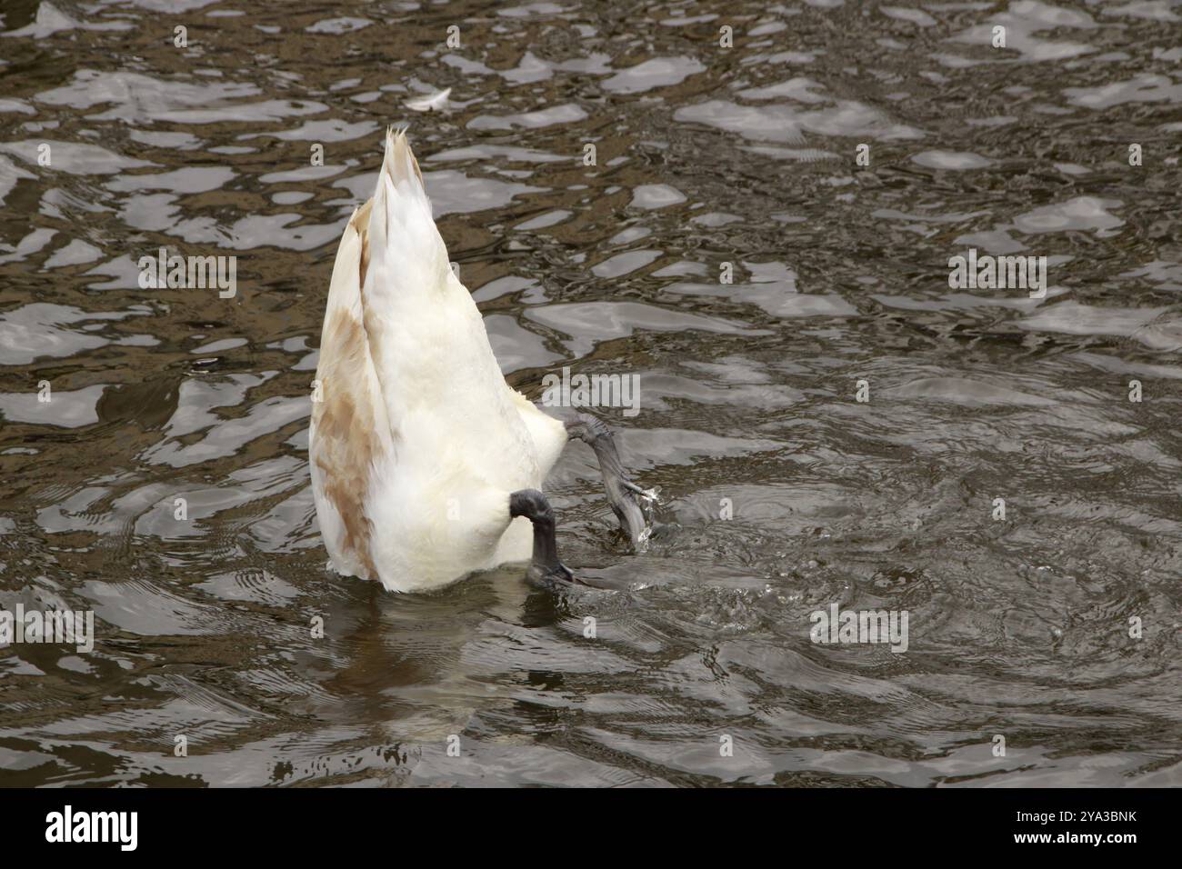 Schwan taucht in einem See. Er sucht etwas zu essen Stockfoto