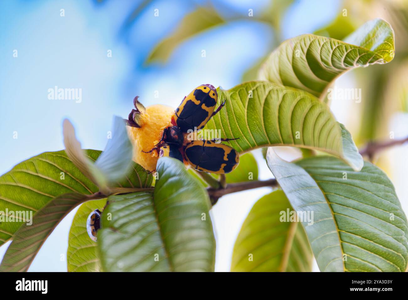 Gartenfrucht Chafer Schädlingskäfer essen Guave-Früchte im Orchideengarten Stockfoto