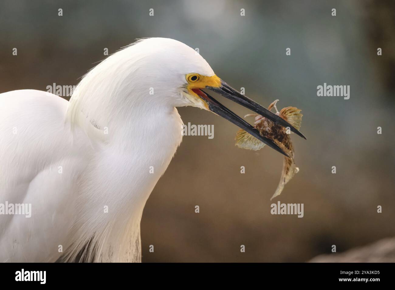 Wildreiher am Atlantik, Florida, USA, Nordamerika Stockfoto