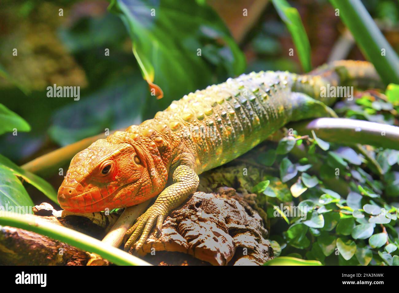 Ein orange-grüner Leguan in einer dichten tropischen Umgebung mit Pflanzen, Crocodile teju (Dracaena guianensis) Herkunft Südamerika, Basler Zoo Stockfoto