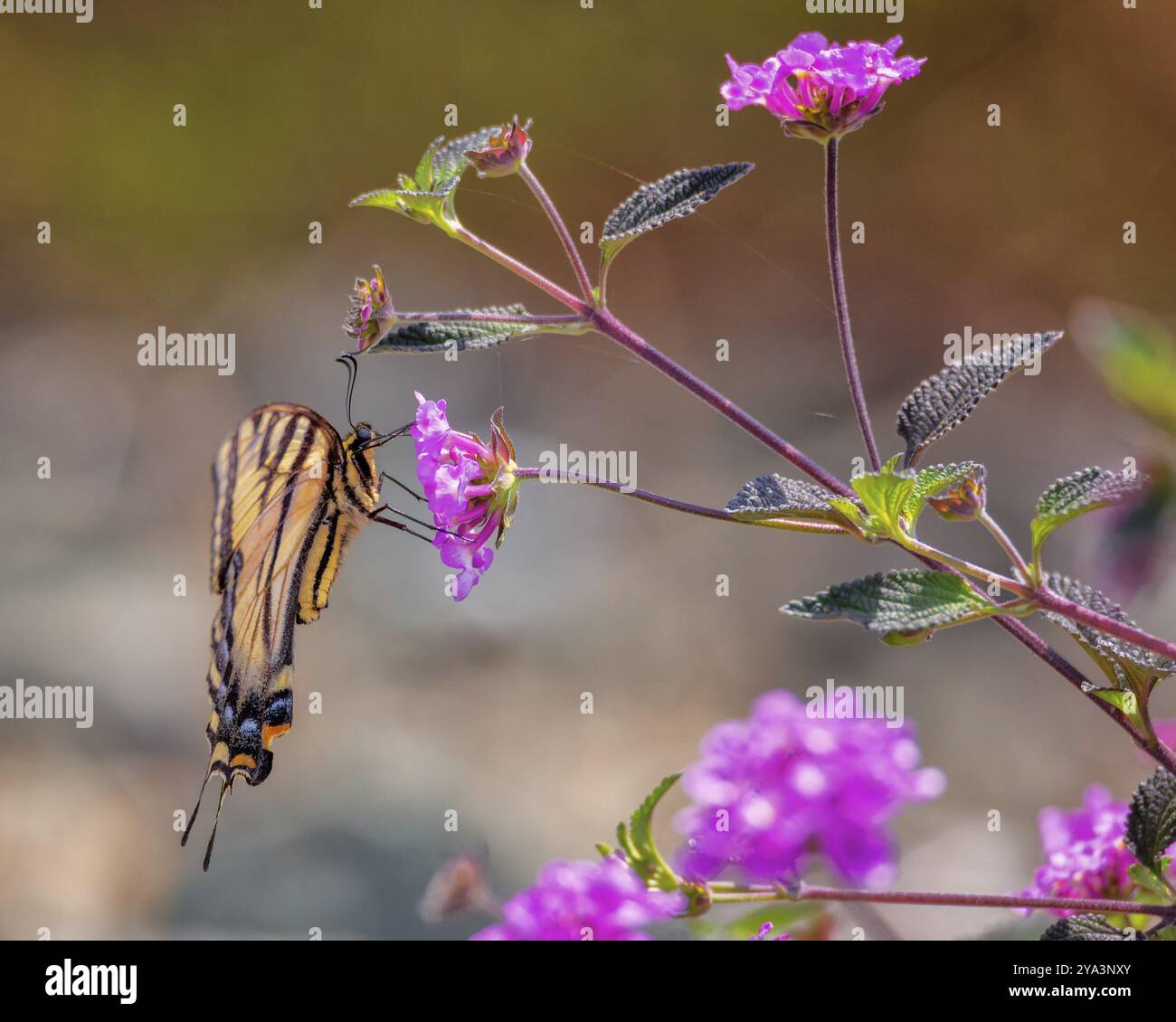 Ein gelb-schwarzer Schwalbenschwanz-Schmetterling trinkt Nektar von einer Blume Stockfoto