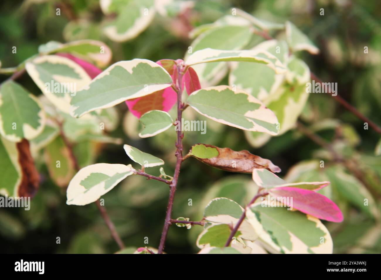 Tolles Blattfoto für den Hintergrund. Stockfoto