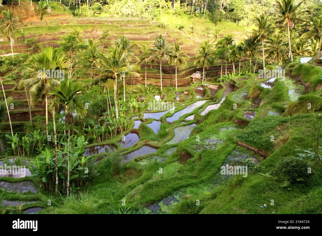 Reisterrassen, die durch ein traditionelles, spirituelles Wassermanagement (Bewässerung)-System in Tegallalang, Gianyar, Bali, Indonesien, bewässert werden. Stockfoto