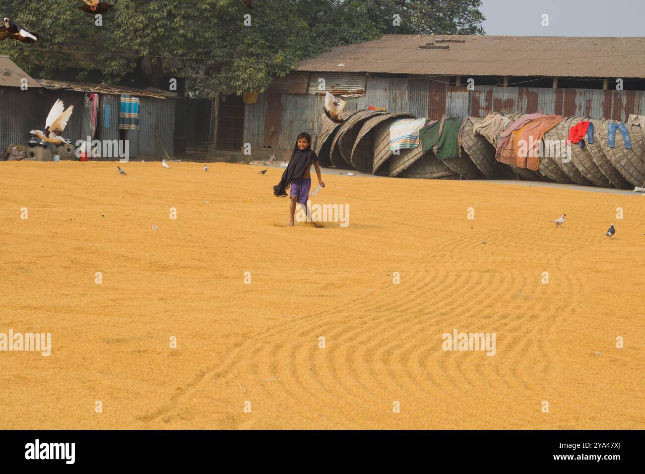 Ashuganj, Brahmanbaria, 26. Januar 2023, Arbeiter, die in einer kleinen Reismühle arbeiten, traditionelles Reisverfahren Reiskörner trocknen in der Sonne von Bangladesch. Stockfoto