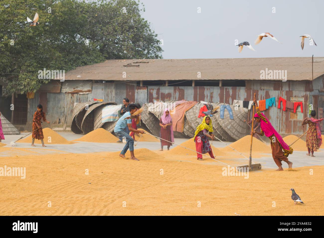 Ashuganj, Brahmanbaria, 26. Januar 2023, Arbeiter, die in einer kleinen Reismühle arbeiten, traditionelles Reisverfahren Reiskörner trocknen in der Sonne von Bangladesch. Stockfoto