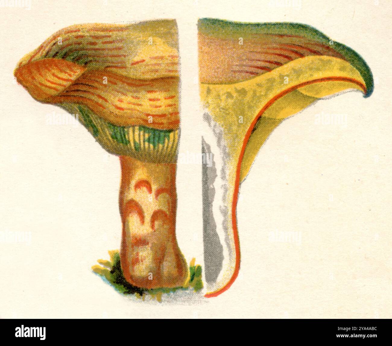 Rotkiefernpilz, das Exemplar links mit nur der Hälfte der Kappe, das Exemplar rechts im Längsschnitt, um die Entstehung des roten Latex Lactarius deliciosus zu zeigen, (Botanik-Buch, ca. 1900), Edel-Reizker, das Exemplar links nur mit halbem Hut, das Exemplar rechts im Längsschnitt, um den Austritt des roten Milchsaftes zu zeigen Stockfoto