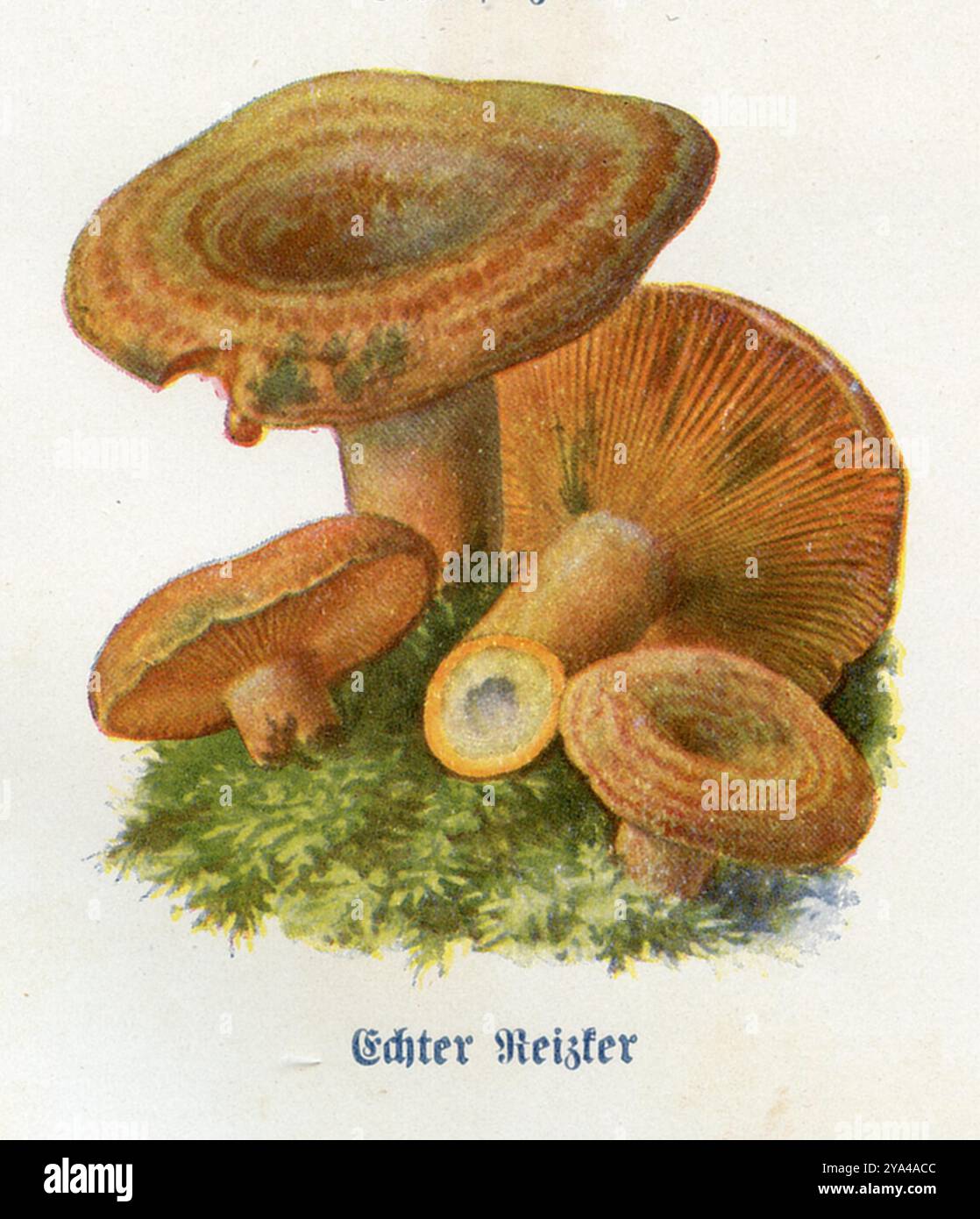 Rotkiefernpilz, zwei jüngere Exemplare, der untere mit dem oberen Stiel durchgeschnitten und von unten gesehen Lactarius deliciosus, (Hauswirtschaftsbuch, 1912), Edel-Reizker Stockfoto