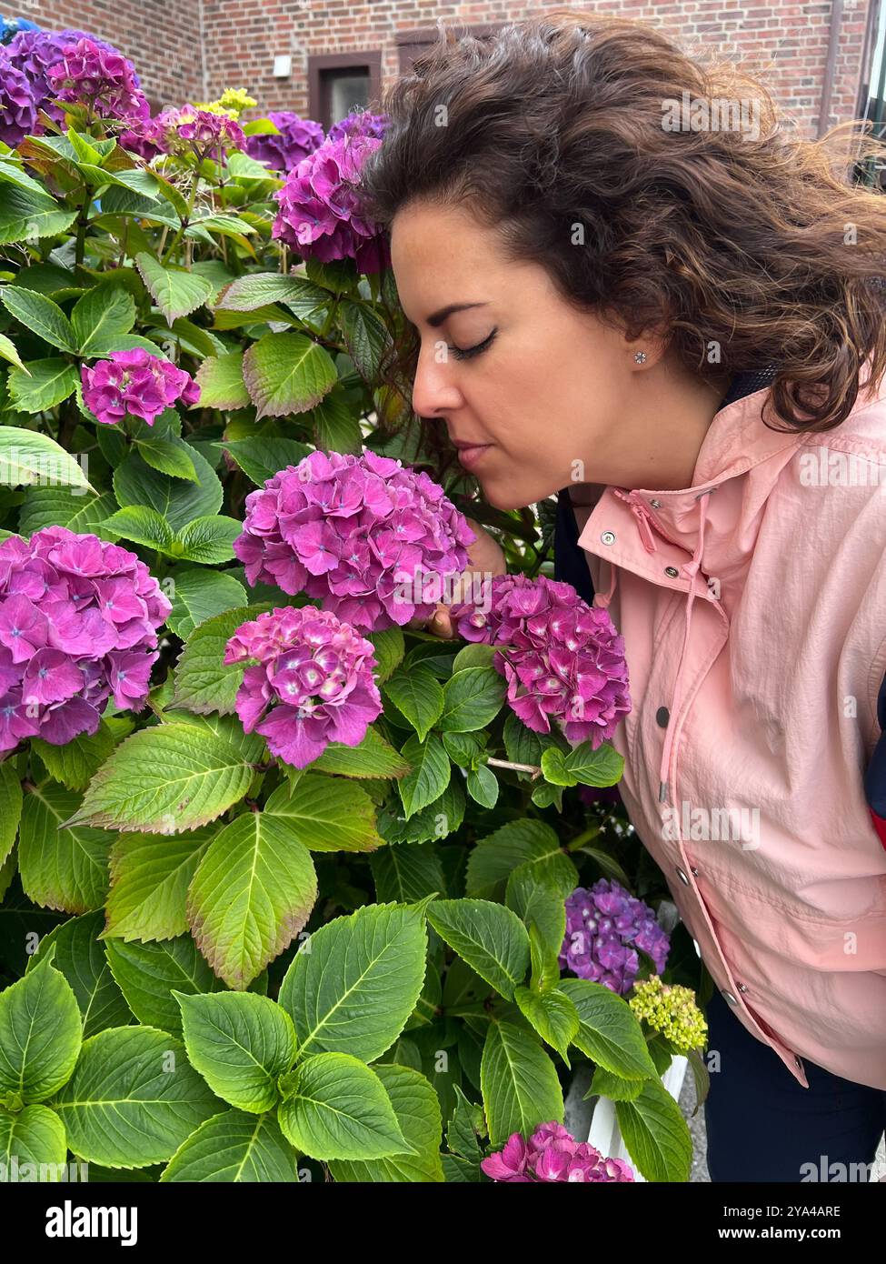 Eine junge brünette Frau, die mit ihren Augen dicht riecht, schloss einen Busch mit blauen Hortensien (Hydrangea macrophylla). Gartenkonzept Stockfoto