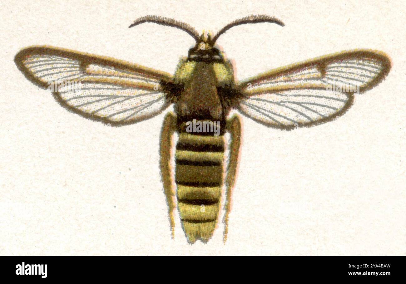 Sesia apiformis Sesia apiformis, (Zoologiebuch, 1922), Hornissen-Glasflügler Stockfoto