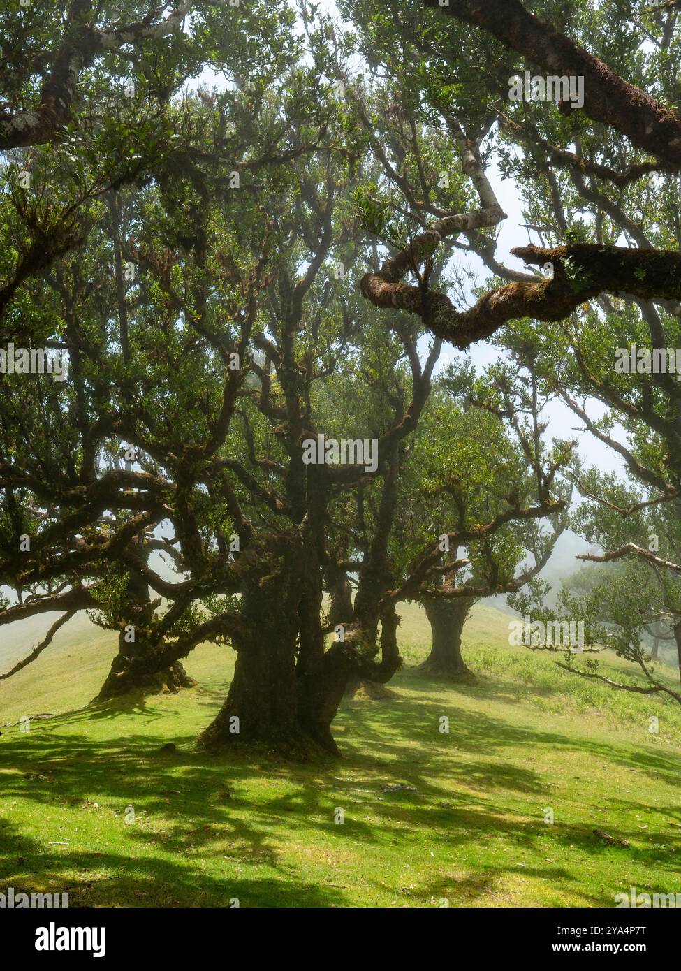 Der magische Lorbeerwald, bekannt als der Feengarten auf Madeira. Ein Ort der Stille und Meditation. Stockfoto