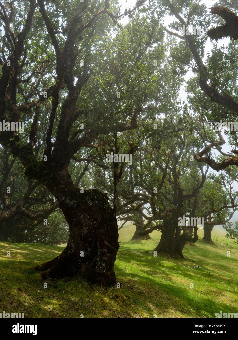Der magische Lorbeerwald, bekannt als der Feengarten auf Madeira. Ein Ort der Stille und Meditation. Stockfoto
