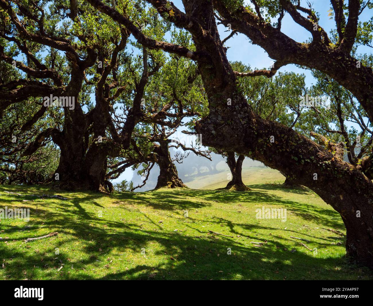 Der magische Lorbeerwald, bekannt als der Feengarten auf Madeira. Ein Ort der Stille und Meditation. Stockfoto