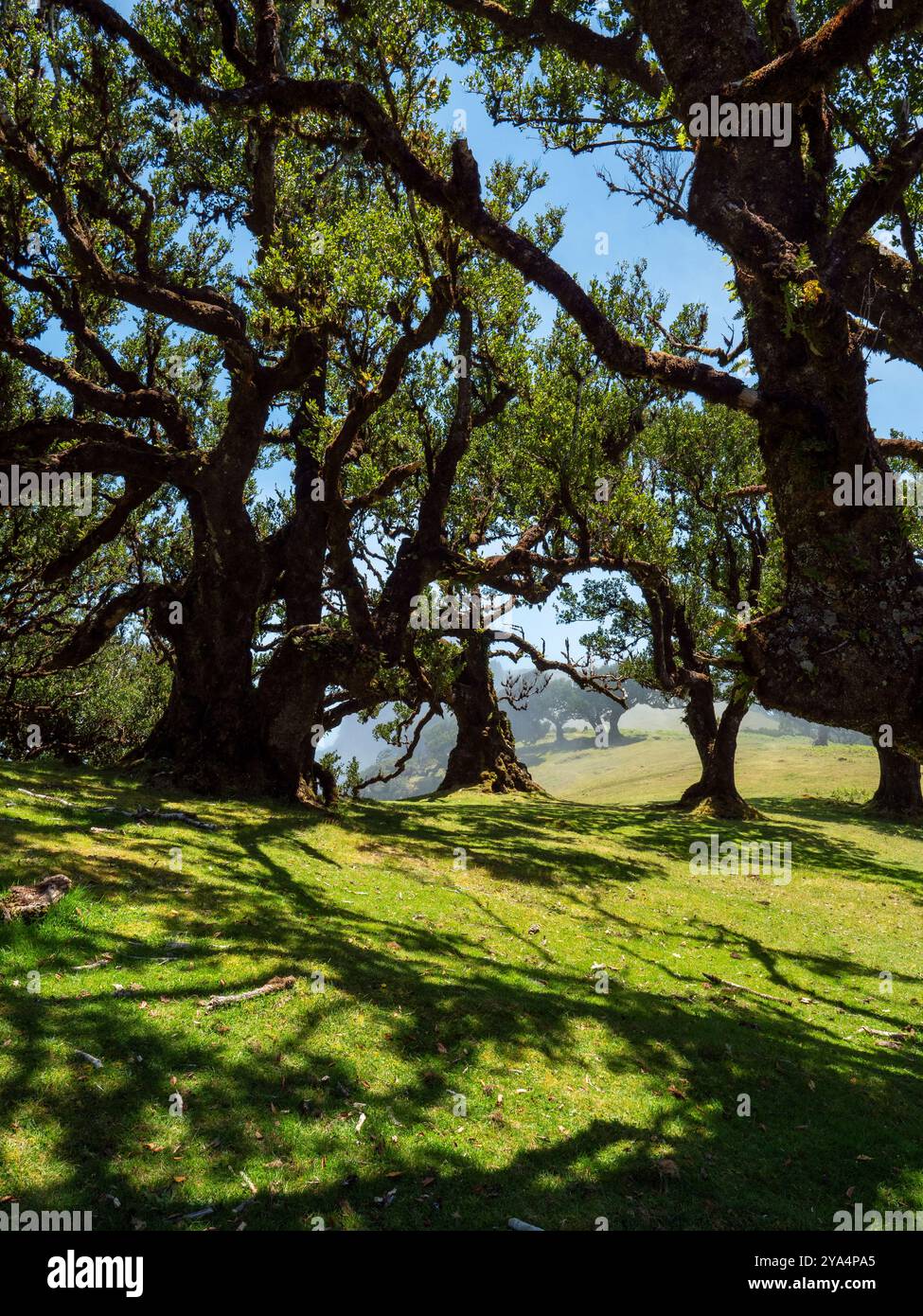 Der magische Lorbeerwald, bekannt als der Feengarten auf Madeira. Ein Ort der Stille und Meditation. Stockfoto