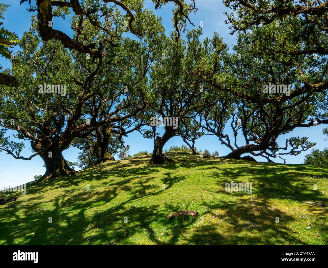 Der magische Lorbeerwald, bekannt als der Feengarten auf Madeira. Ein Ort der Stille und Meditation. Stockfoto