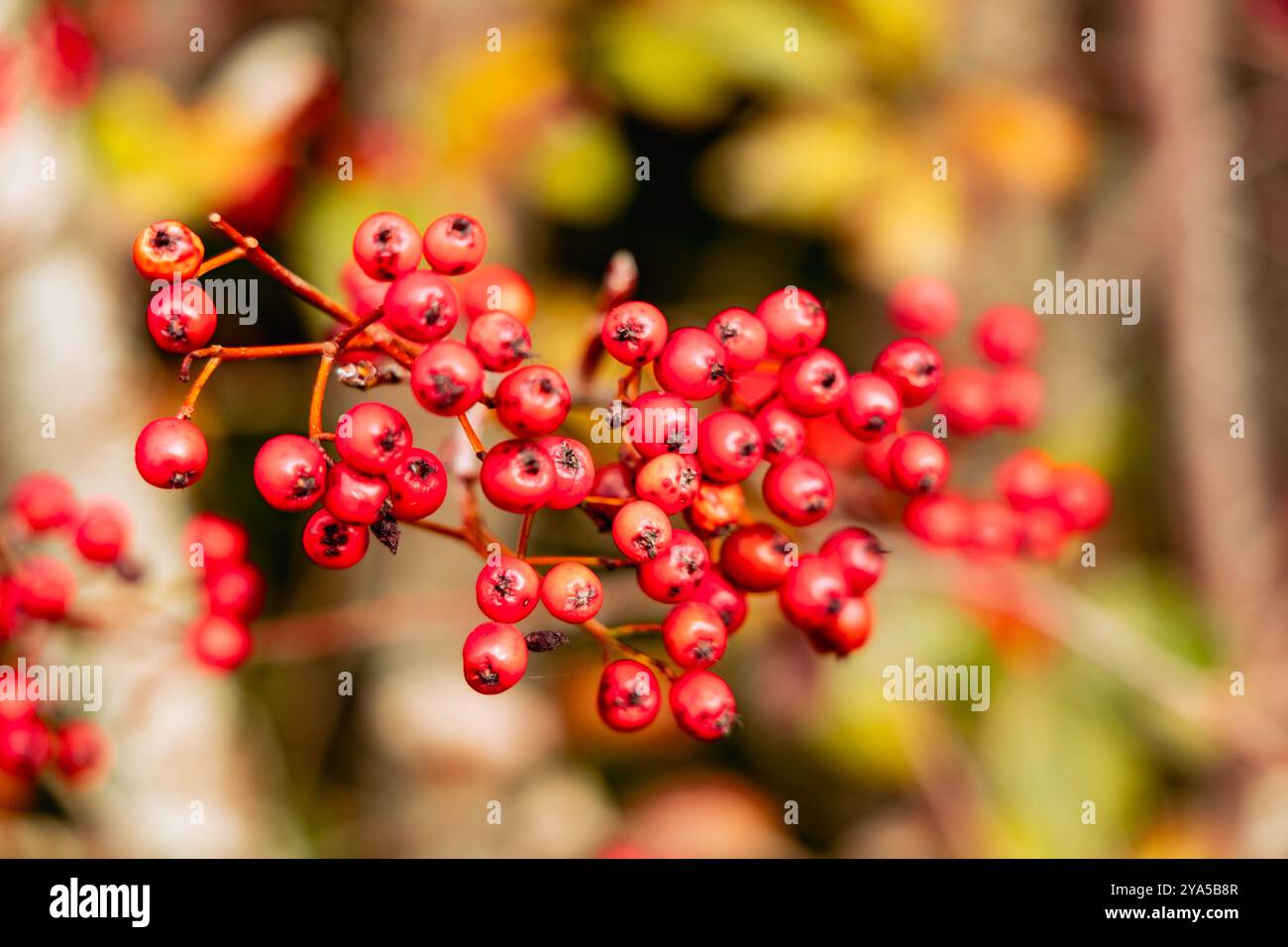 Rote vogelbeeren am Herbstbaum. Hochwertige Fotos Stockfoto