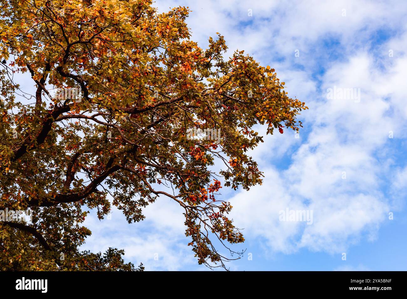 Wunderschöne Herbstlandschaft mit gelben Blättern von Bäumen und blauem Himmel an einem sonnigen Tag. Hochwertige Fotos Stockfoto