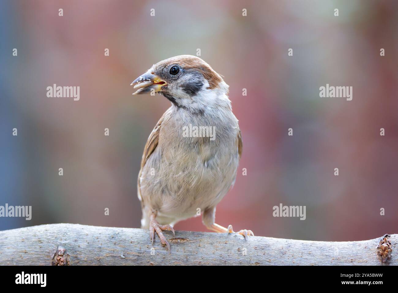 Ein niedlicher junger Baumsperling auf einem Ast, mit weichen Federn und neugierigem Ausdruck (Passer montanus) Stockfoto
