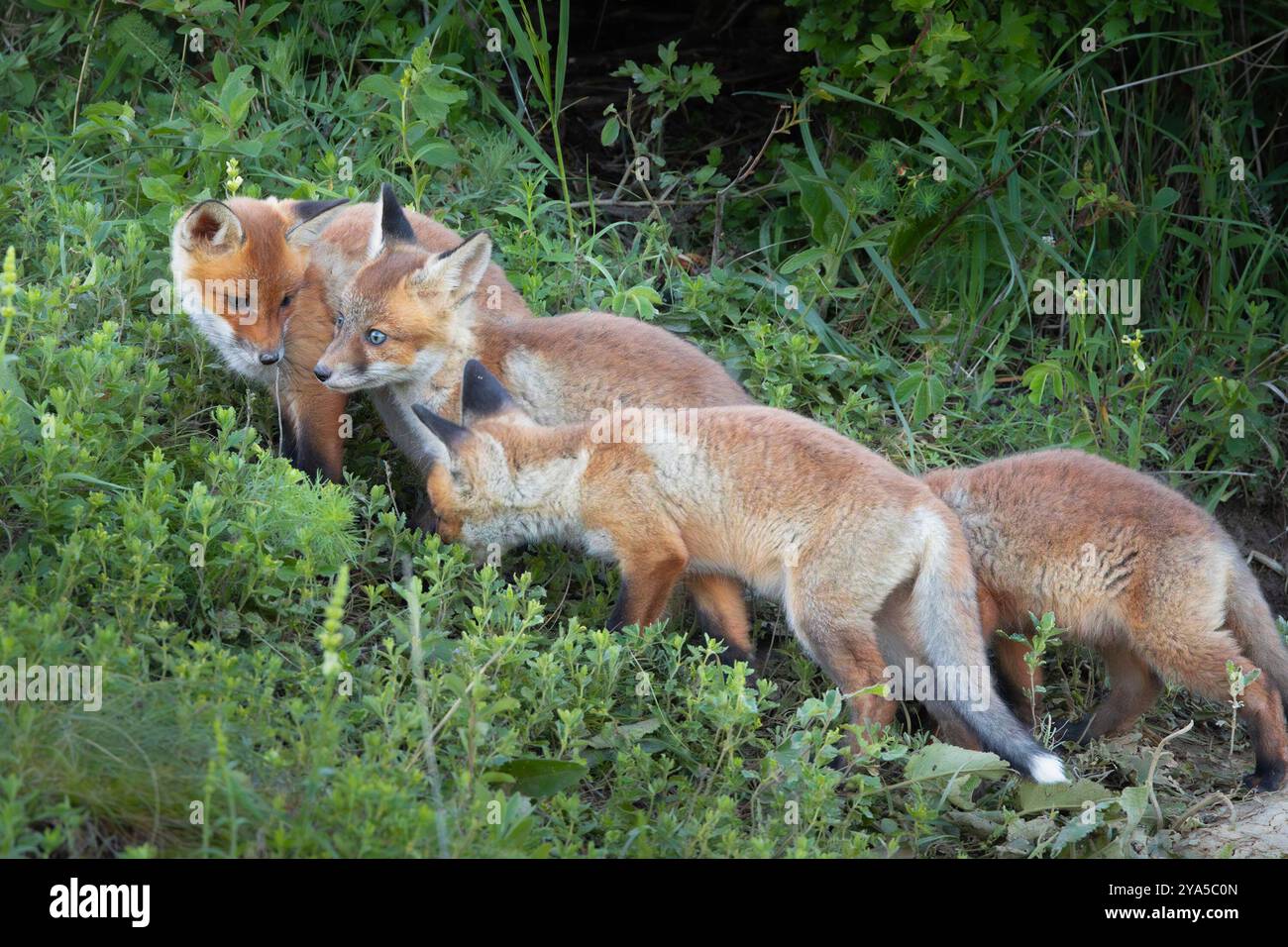 Winzige Rotfuchsjungen spielen in der Wildnis, umgeben von Gras und Natur, die neugierig aussehen Stockfoto