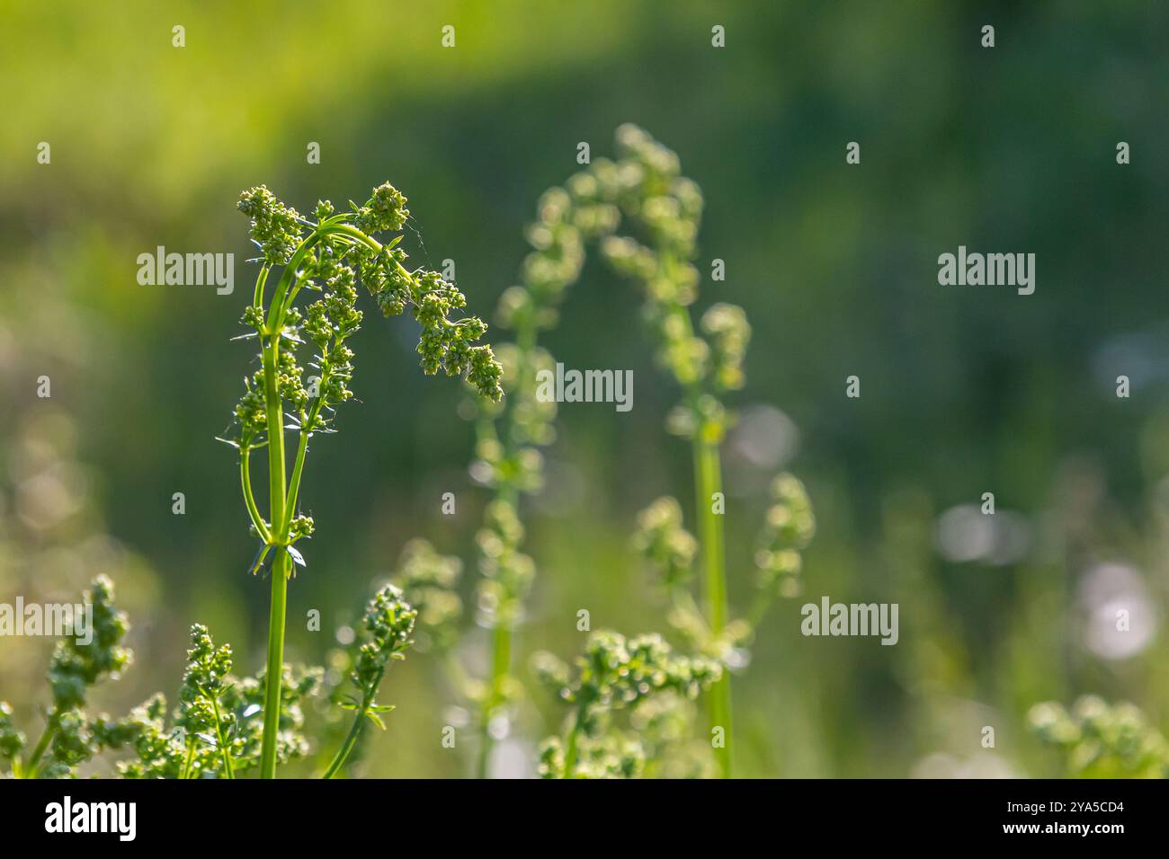 Wunderschönes, blühendes weißes Bettstroh im Juni, galium Album. Stockfoto