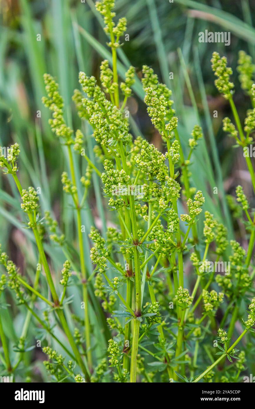 Wunderschönes, blühendes weißes Bettstroh im Juni, galium Album. Stockfoto