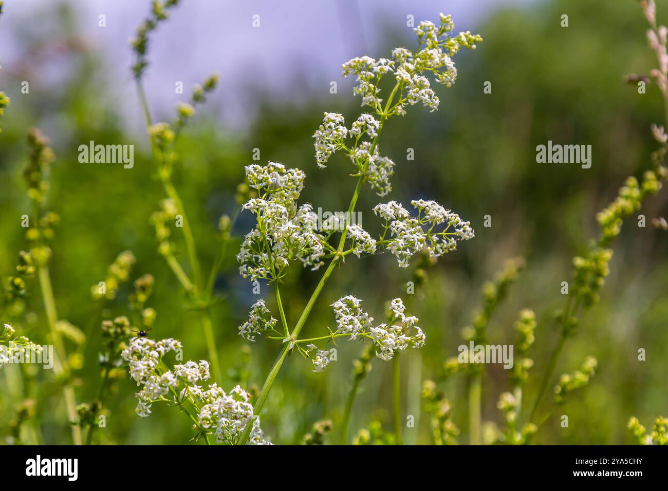 Wunderschönes, blühendes weißes Bettstroh im Juni, galium Album. Stockfoto