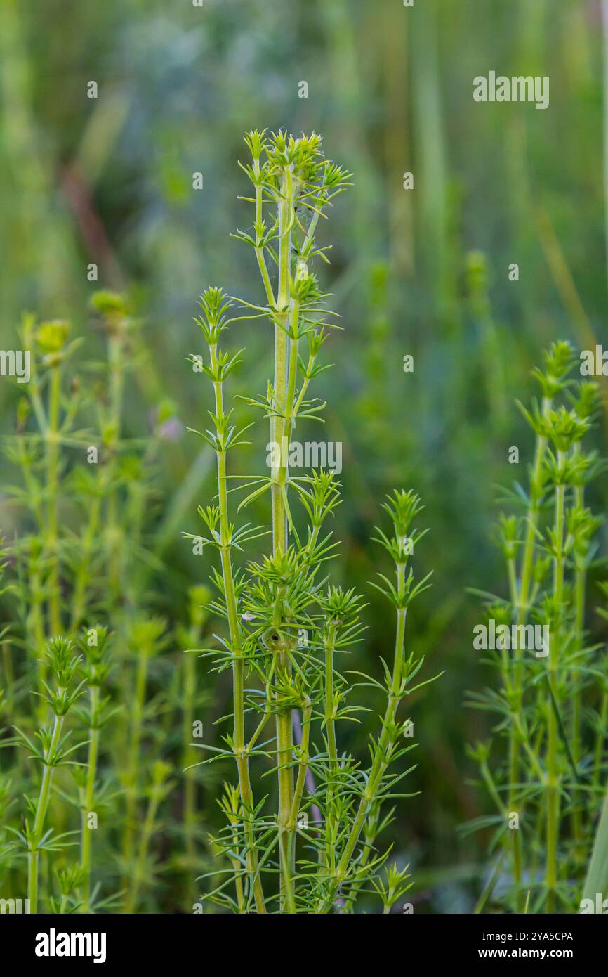 Wunderschönes, blühendes weißes Bettstroh im Juni, galium Album. Stockfoto