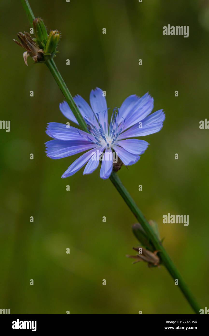 Wunderschöne Zichorienblüten wachsen auf Stämmen in der Wildnis. Das Feld der wilden Kräuterpflanzen. Grüner, unscharfer natürlicher Hintergrund. Stockfoto