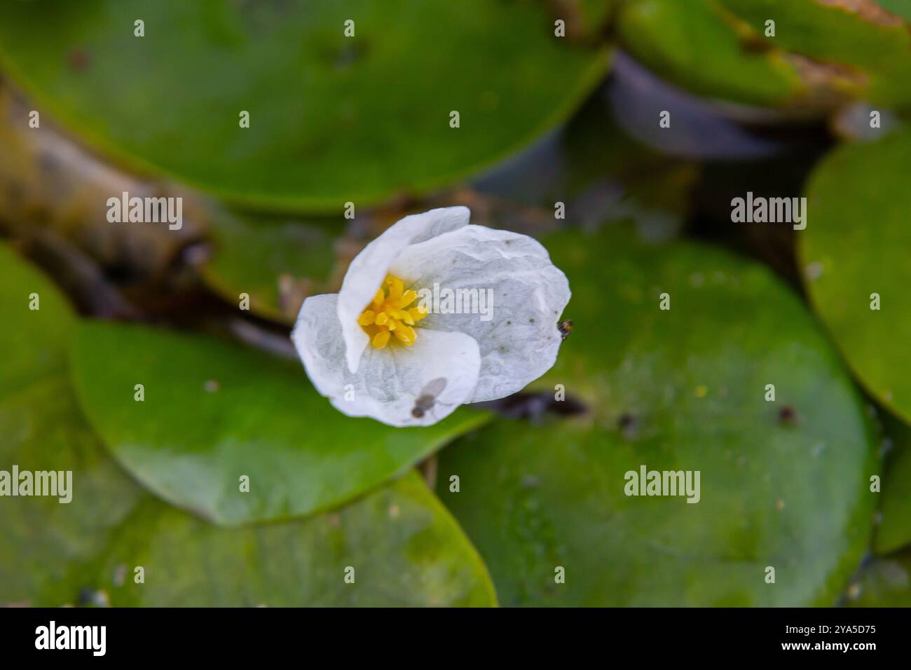 Hydrocharis morsus-ranae, frogbit, ist eine blühende Pflanze, die zur Gattung Hydrocharis in der Familie der Hydrocharitaceae gehört. Es ist ein kleiner Schwimmplan Stockfoto