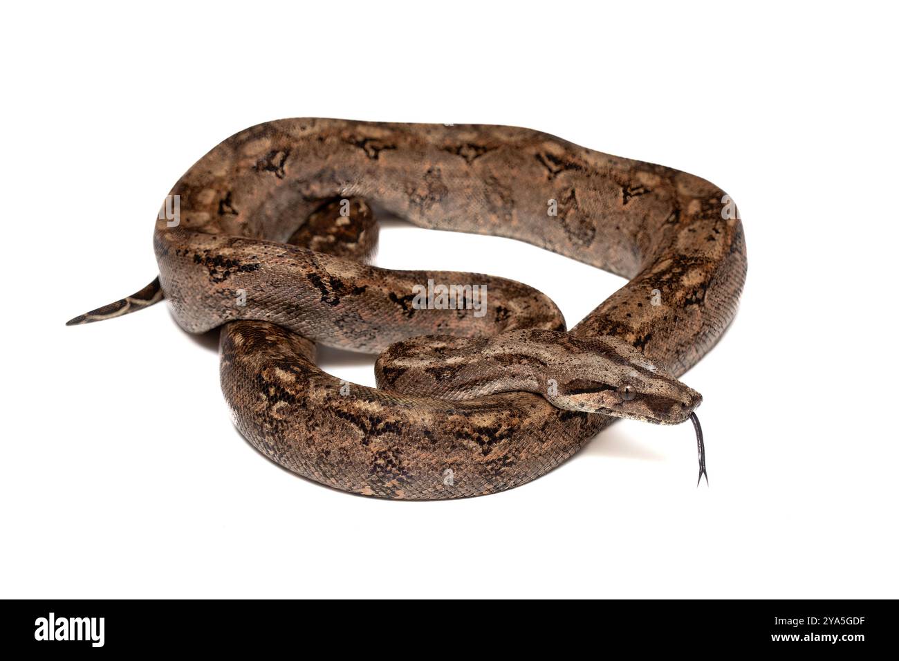 Boa Constrictor Schlange isoliert auf weißem Hintergrund - exotische Wildtiere Stockfoto