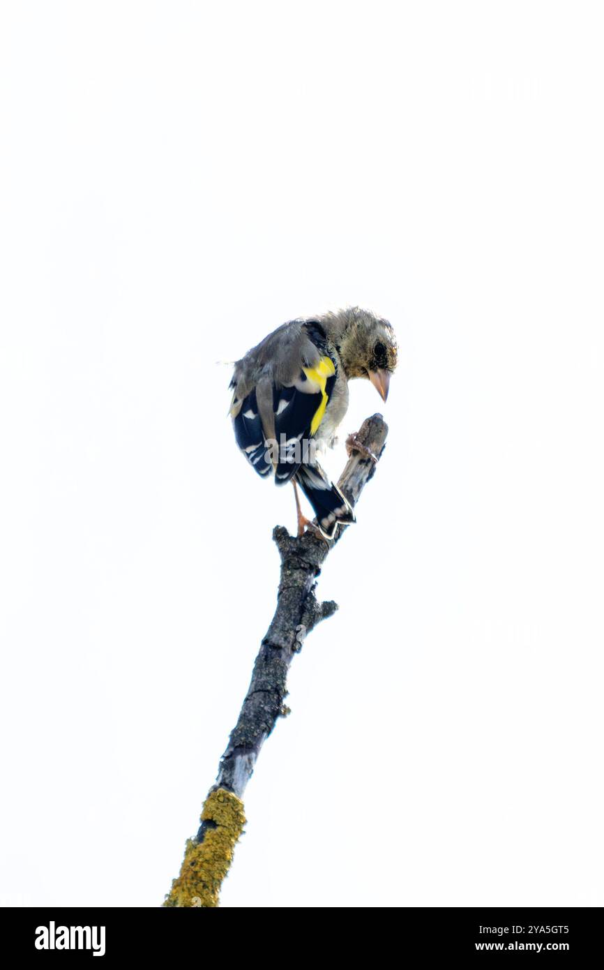 Europäischer Goldfink, der an seinem roten Gesicht und seinem leuchtenden Gefieder erkannt wird, ernährt sich von Samen. Foto gemacht in North County, Dublin Stockfoto