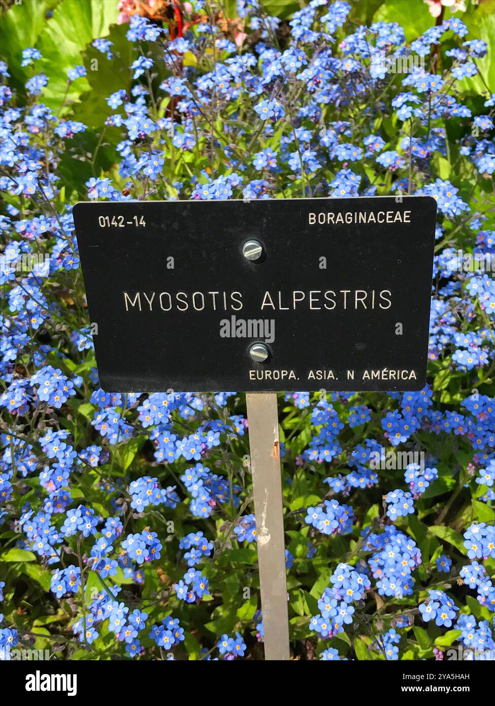 Myosotis-Blüten. Real Jardin Botanico, Madrid, Spanien. Stockfoto