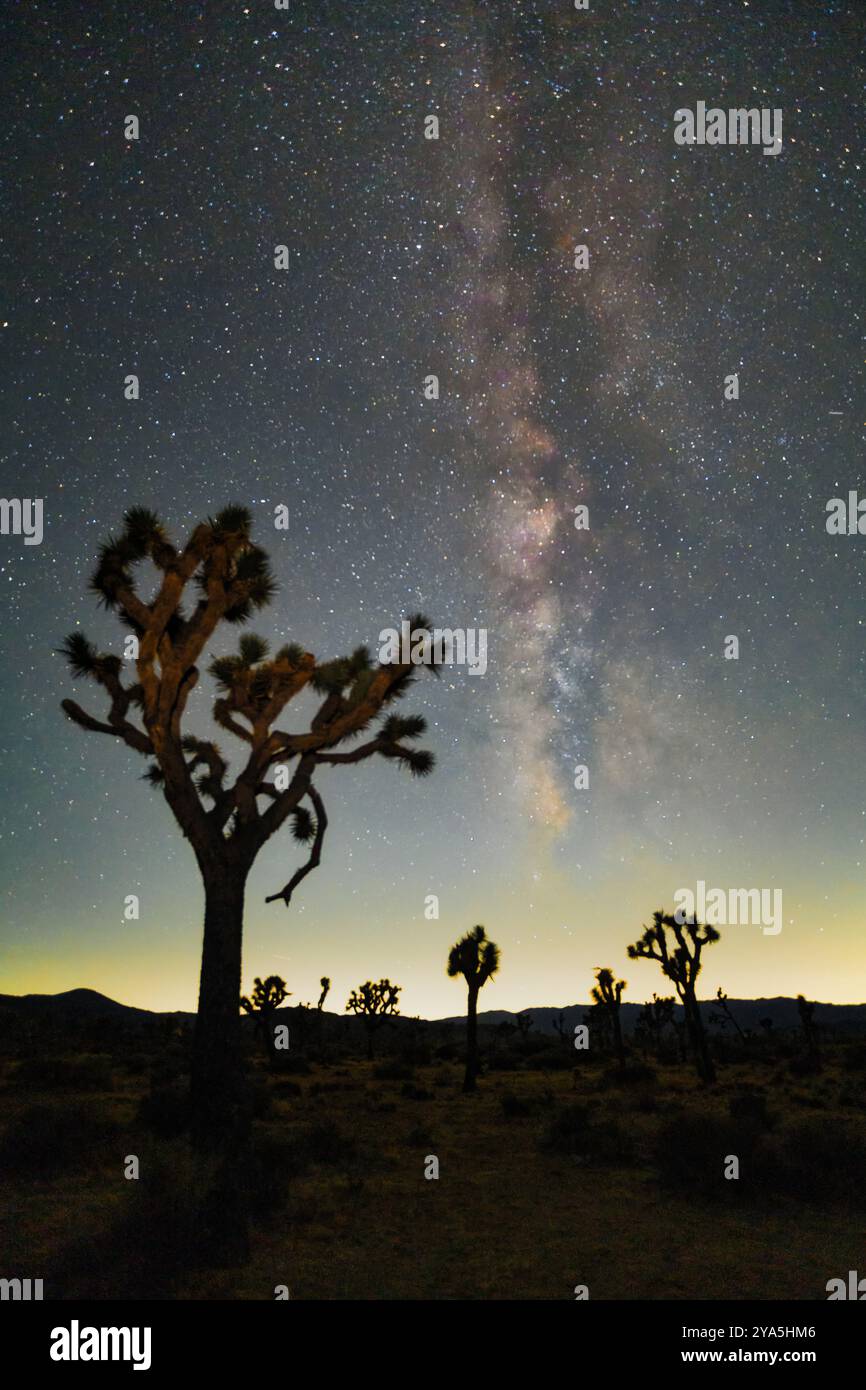 Milchstraße am Nachthimmel im Joshua Tree National Park in der Nähe von Palm Springs, Kalifornien. Stockfoto
