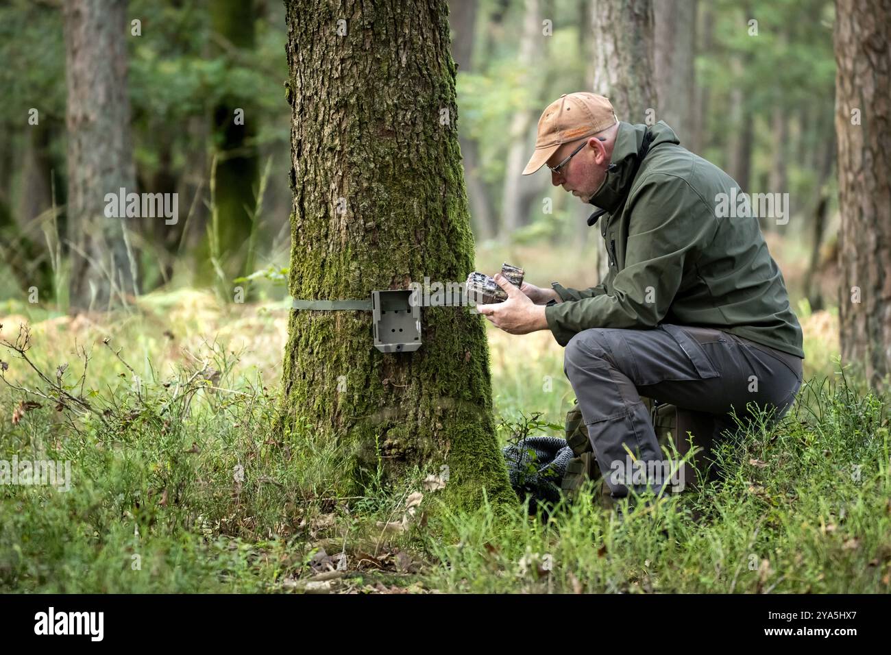 ELSPEET - der Wolfsforscher Hans hängt eine Wildtier-Kamera auf, um Bilder von Wölfen aufzunehmen. Die meisten Rudeln befinden sich im Nordosten, in und um die Veluwe und um den Utrechtse Heuvelrug. ANP SANDER KONING niederlande Out - belgien Out Credit: ANP/Alamy Live News Stockfoto