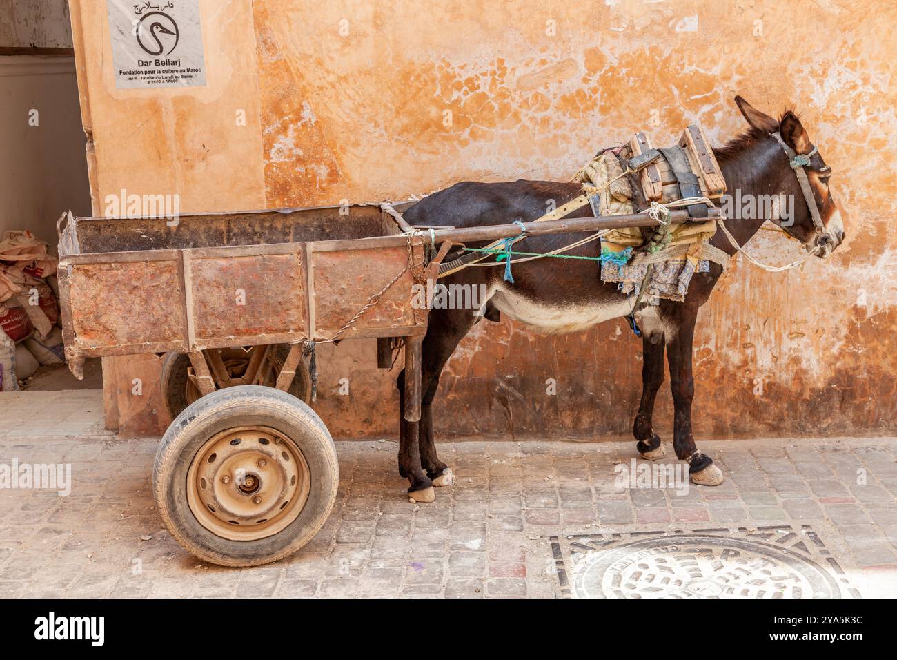 Ein Esel, der an einem Wagen befestigt ist, wartet geduldig in einer Gasse in der Medina von Marrakesch Stockfoto