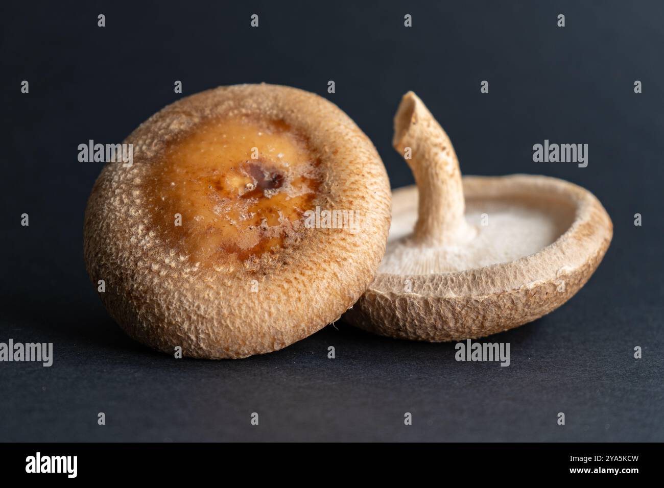 Frische Shiitake-Pilze. Anbau von Shiitake-Pilzen. asiatische Zutaten aus nächster Nähe. Eco Food Bio Vegetarische Lebensmittel Essbar. Sägestaubblöcke für kulinarische Mu Stockfoto