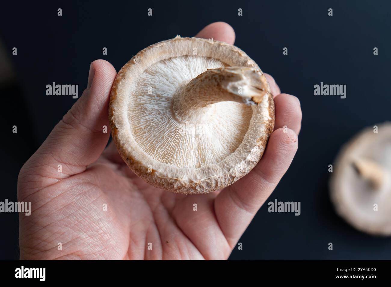 Frische Shiitake-Pilze. Anbau von Shiitake-Pilzen. asiatische Zutaten aus nächster Nähe. Eco Food Bio Vegetarische Lebensmittel Essbar. Sägestaubblöcke für kulinarische Mu Stockfoto