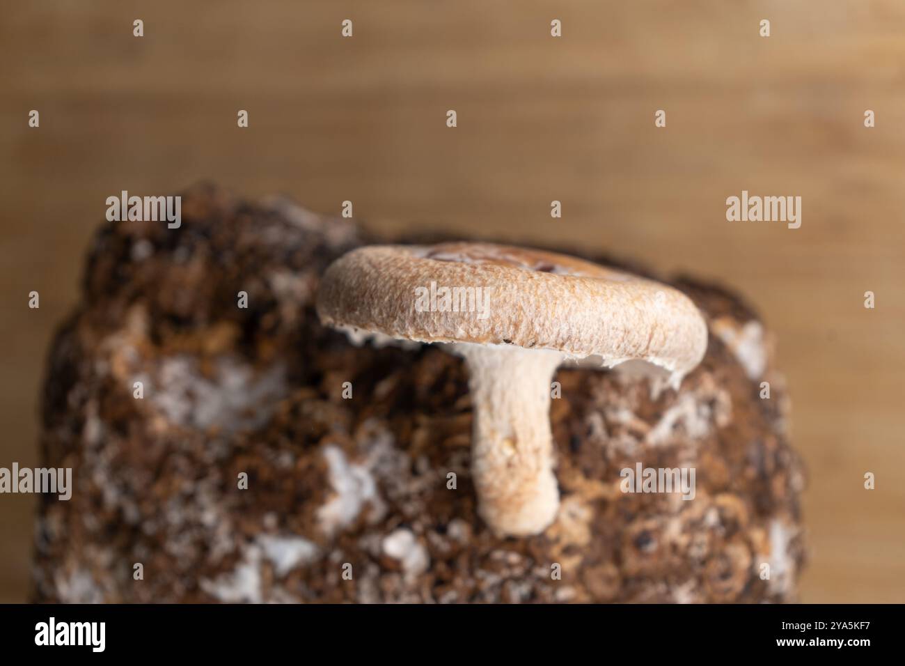 Frische Shiitake-Pilze. Anbau von Shiitake-Pilzen. asiatische Zutaten aus nächster Nähe. Eco Food Bio Vegetarische Lebensmittel Essbar. Sägestaubblöcke für kulinarische Mu Stockfoto