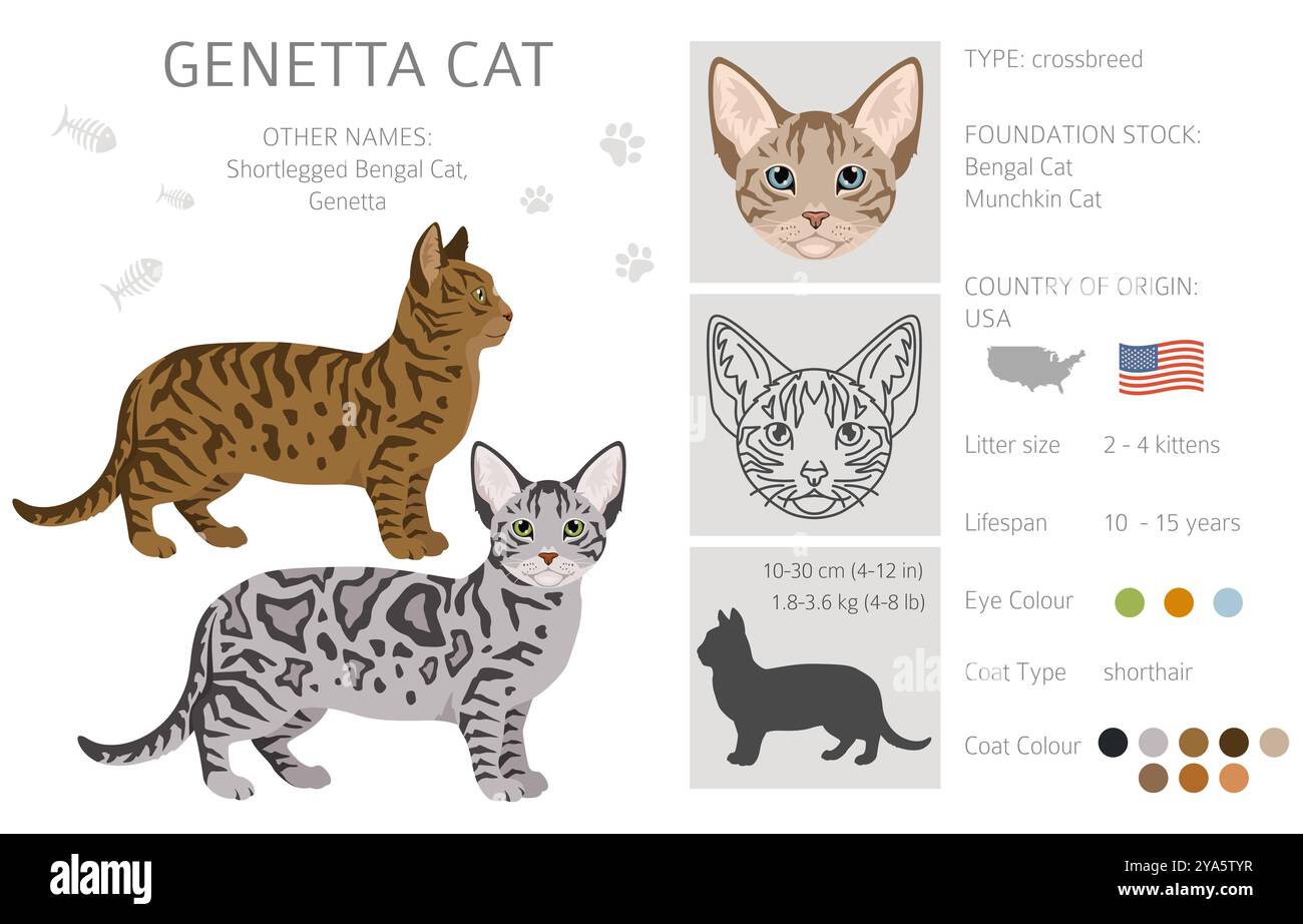 Genetta Cat Clipart. Infografik zu den Merkmalen aller Katzenrassen. Vektorabbildung Stock Vektor