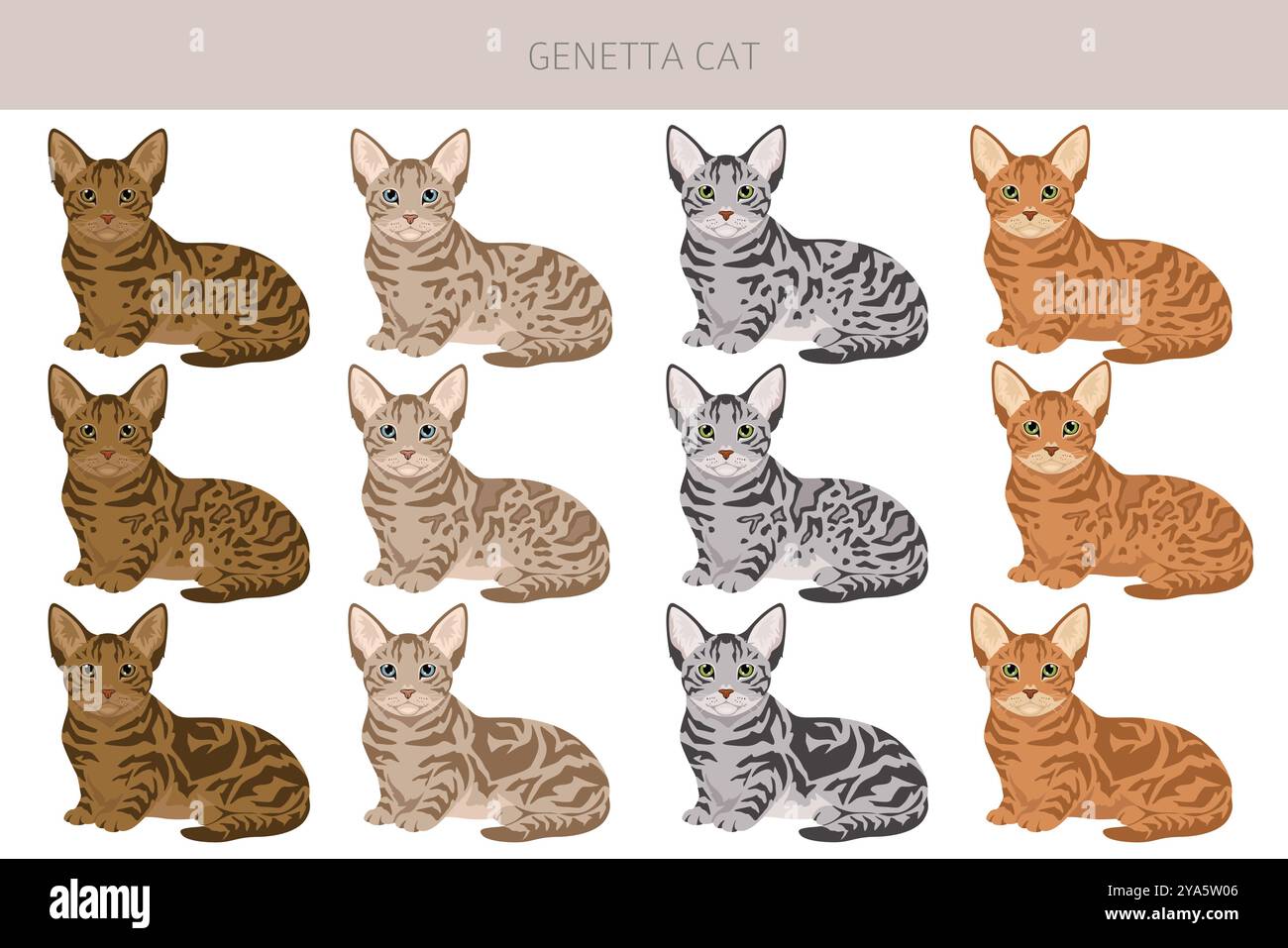 Genetta Cat Clipart. Infografik zu den Merkmalen aller Katzenrassen. Vektorabbildung Stock Vektor