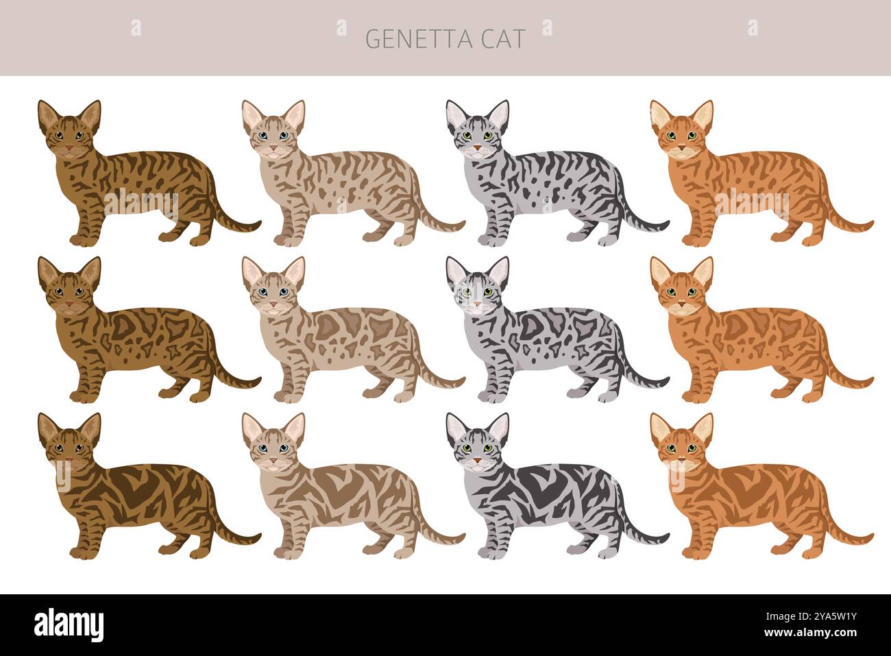 Genetta Cat Clipart. Infografik zu den Merkmalen aller Katzenrassen. Vektorabbildung Stock Vektor