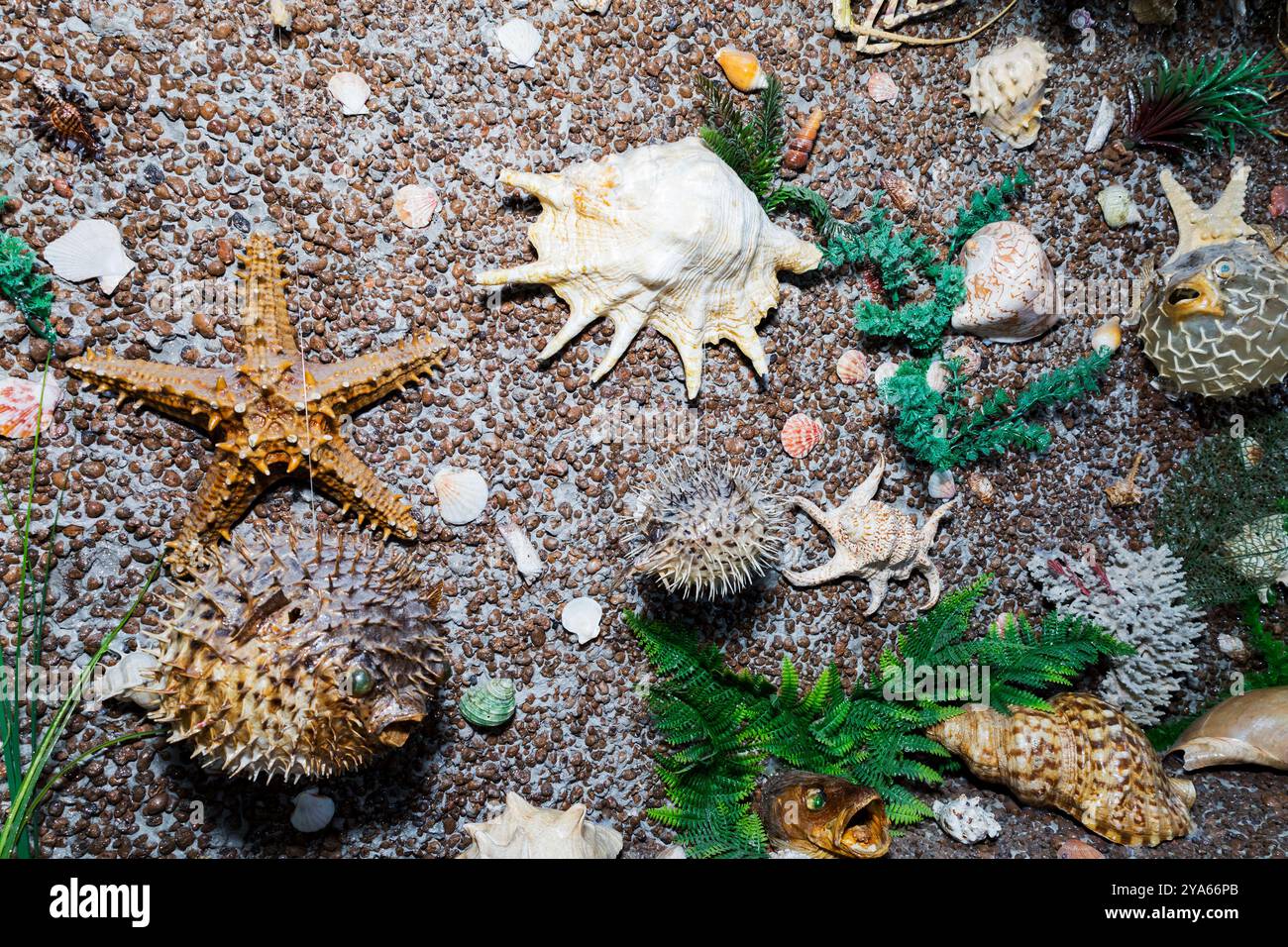 Eine Sammlung von verschiedenen farbenfrohen Muscheln und Seesternen findet sich auf dem Sandboden verstreut, was eine wunderschöne natürliche Szene schafft Stockfoto