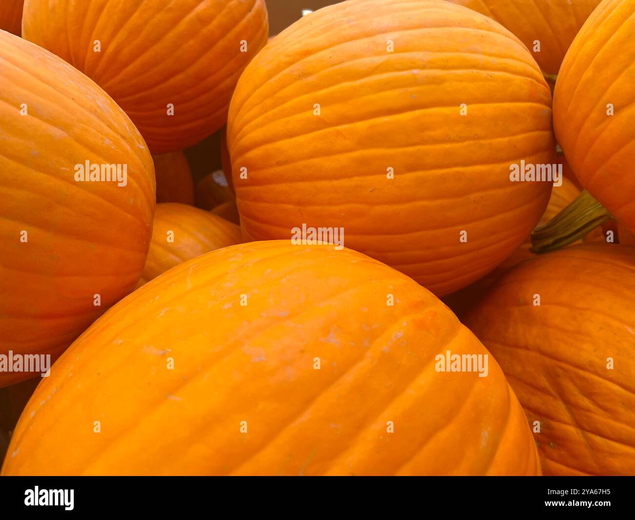 Mehrere reife, bunte, orange Kürbisse Hintergrund. Kürbisse gruppiert in einem Abfalleimer-Vollrahmen Stockfoto
