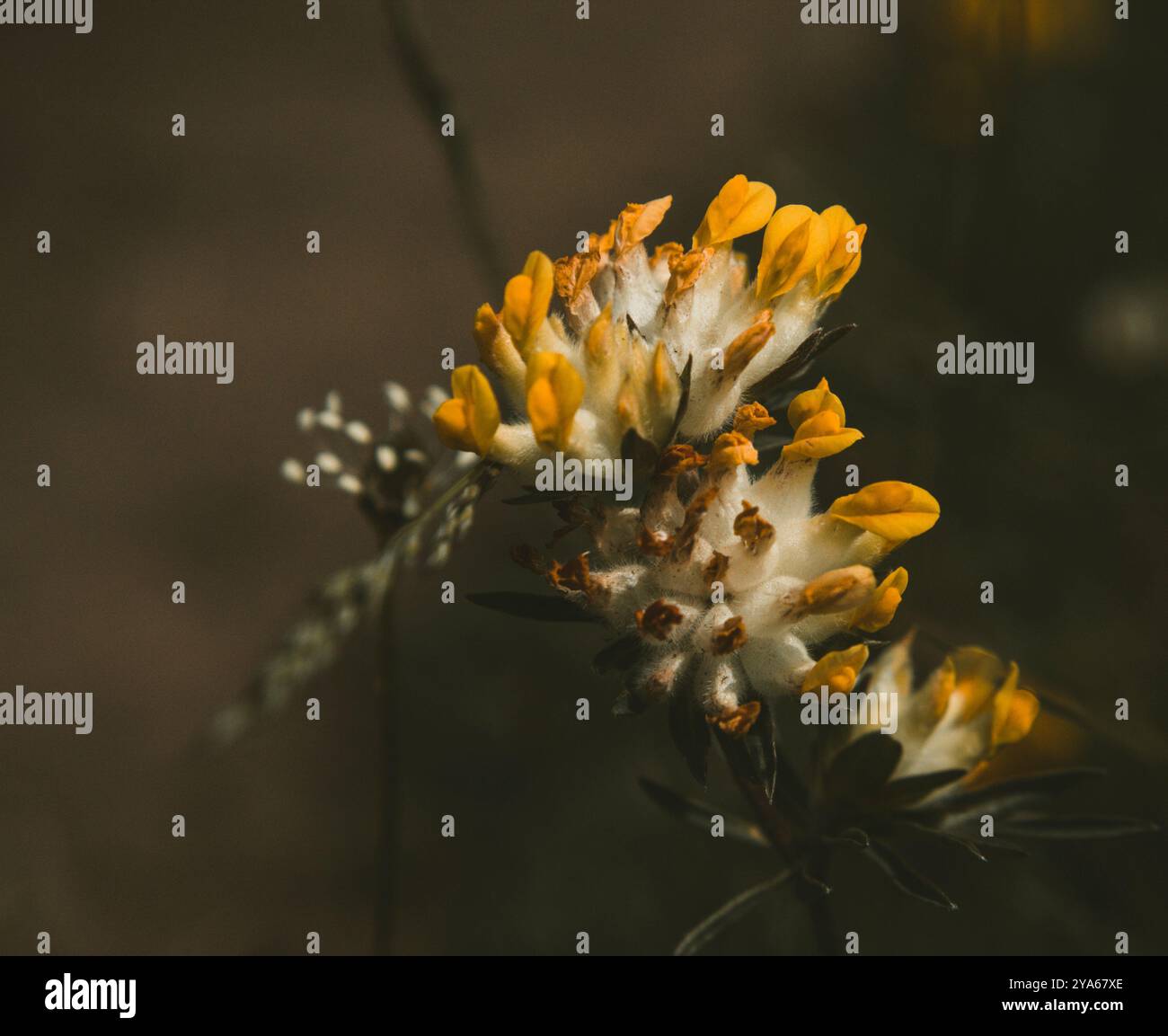 Makrofoto einer zarten Wildblume mit weichen weißen und gelben Blüten, die ihre komplizierte Struktur vor einem dunklen, verschwommenen Hintergrund hervorheben Stockfoto