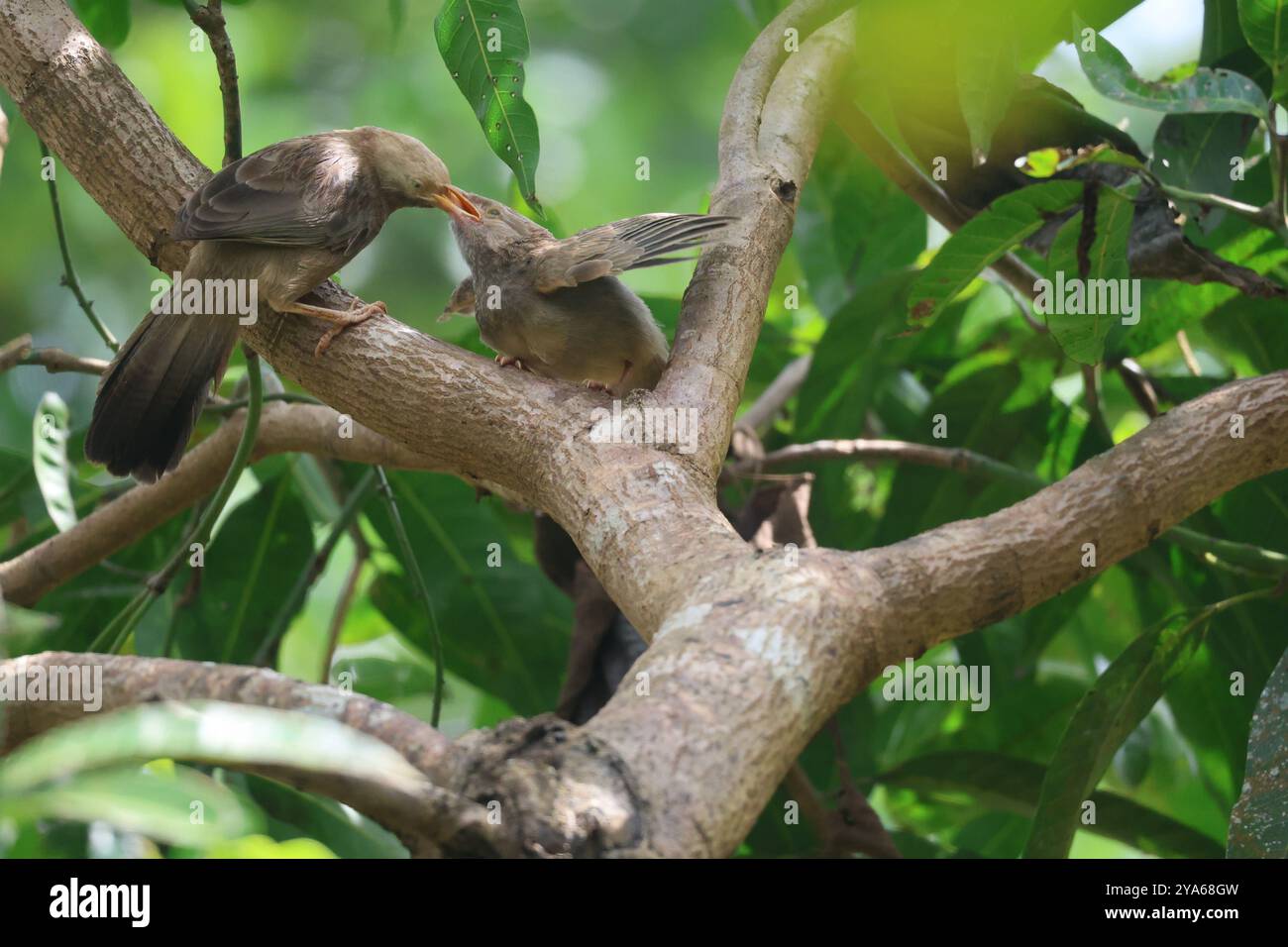 A Moment of Care: Feeding the Future. Eine herzwärmende Szene eines Elternvogels, der sein Küken an einem Baumzweig füttert. Stockfoto