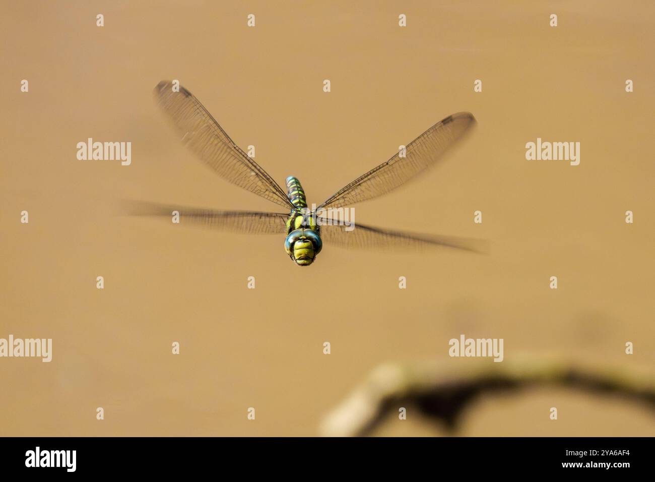 Eine bunte Libelle schwebt über dem ruhigen Wasser und zeigt die atemberaubende Schönheit der Naturwunder Stockfoto