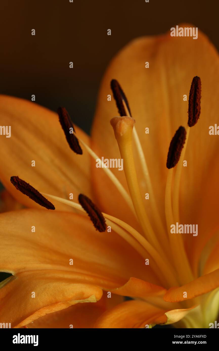 Nahaufnahme der Stigmatisierung, Antheren und Filamente einer orangen Taglilienblüte mit verschwommenem Hintergrund Stockfoto