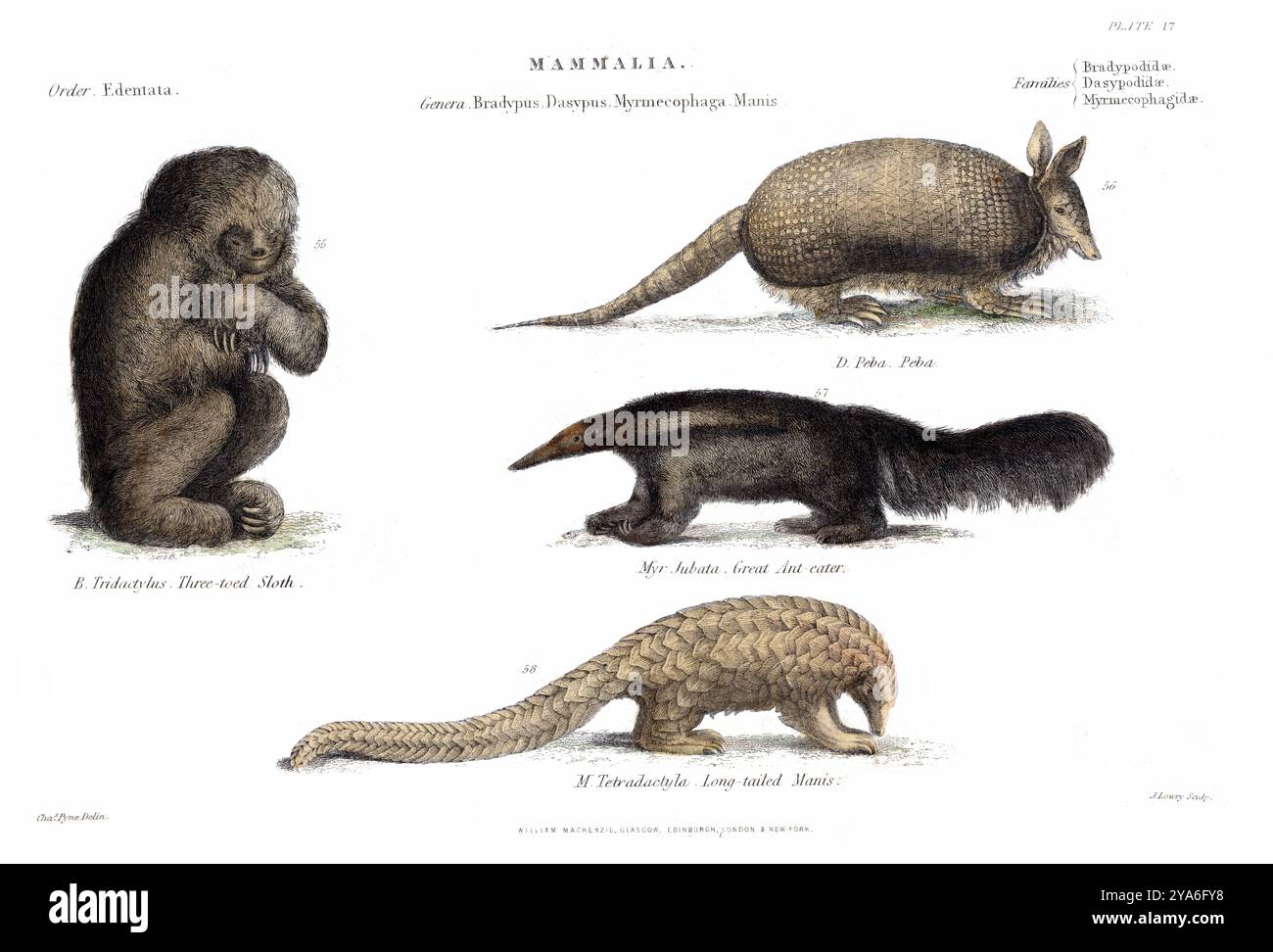Charles Claude Pyne (1802-78) & Joseph Wilson Lowry (1803-79) – Mammalia, Plate 17 – William Mackenzie. Stockfoto