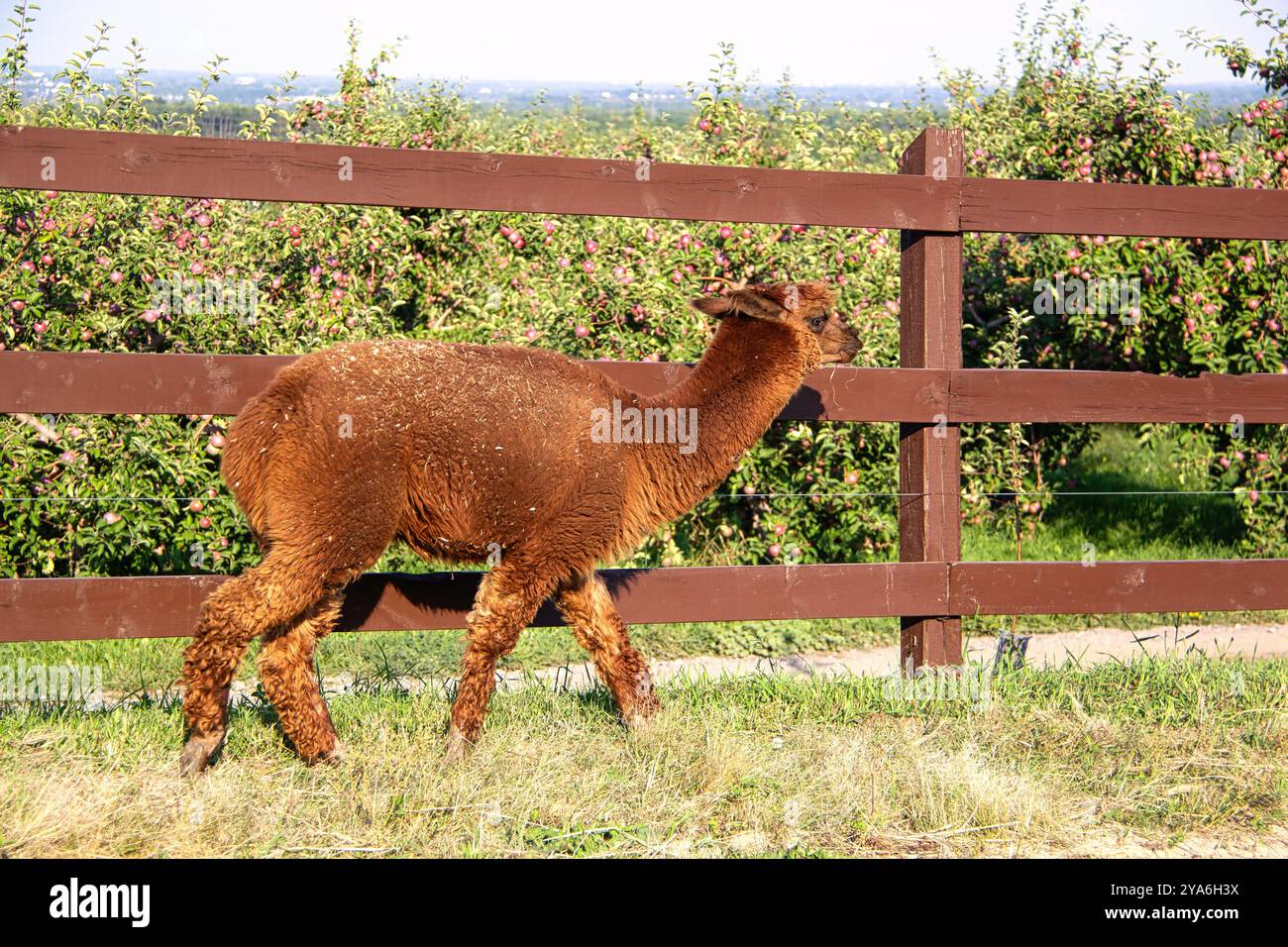 Braune Alpaka, die entlang des Holzzauns im Orchard spazieren Stockfoto