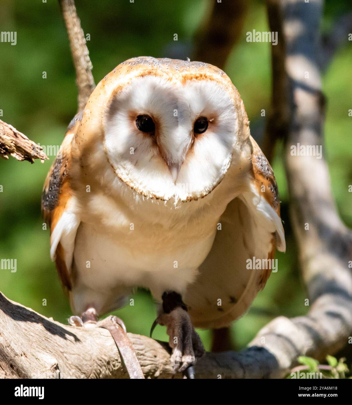 Westliche Scheuneneule (Tyto Alba) Stockfoto