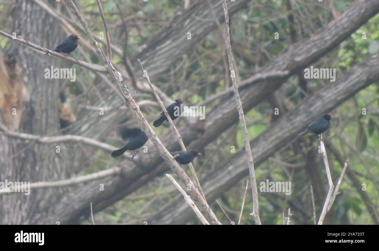 Kastanienbarsch (Chrysomus ruficapillus) Aves Stockfoto